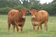 Beef Cattles For Sale Text now (505)600-7080